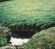 010-Am-Wasser-2005-18x20cm