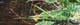 034-Seerosen-I-2008-10x30cm