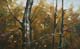 239-Im-Wald-II-2013-Oel-Holz-15x24cm