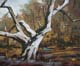 268-Wald-bei-Kassel-mit-altem-Baum-III-2012-Oel-Lw-Holz-15x18cm