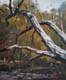 269-Wald-bei-Kassel-mit-altem-Baum-II-2012-Oel-Lw-Holz-18x15cm