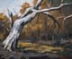 270-Wald-bei-Kassel-mit-altem-Baum-I-2012-Oel-Lw-Holz-15x18cm