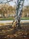 273-Baum-in-der-Aue-2012-Oel-Lw-Holz-24x18cm