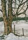 024-Baum-im-Winter-2010-Oel-Lw-Holz-18x13cm