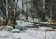113-Schnee-im-Wald-IV-2020-Oel-Holz-14x20cm