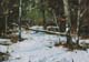 124-Schnee-im-Wald-VI-2020-Oel-Kt-14x20cm