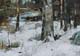 130-Schnee-im-Wald-VII-2020-Oel-Kt-14x20cm