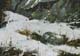 132-Im-Wald-I-2020-Oel-Kt-14x20cm