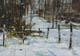 133-Im-Wald-II-2020-Oel-Kt-14x20cm