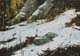 136-Im-Schnee-I-2020-Oel-Kt-14x20cm