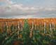 047-Weinberg-im-Selztal-II-2015-Oel-Ow-24x30cm