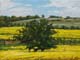 052-Raps-Im-Selztal-II-2015-Oel-Lw-18x24cm